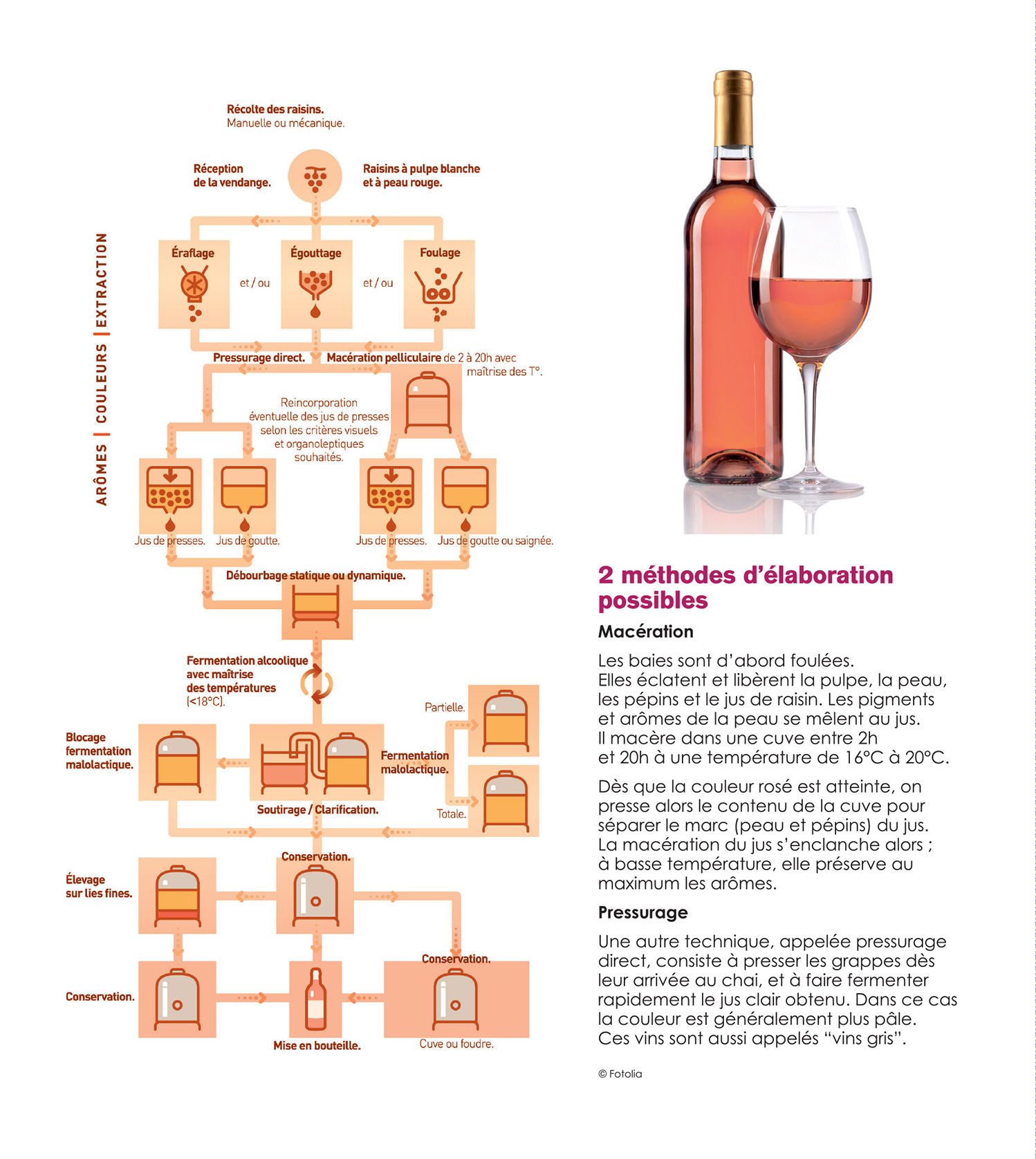 Les étapes de vinification du vin rouge