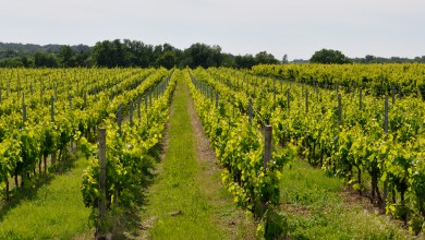 Pécharmant vignoble de Bergerac